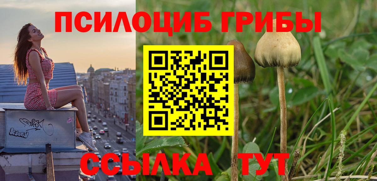 Псилоцибиновые грибы GOLDEN TEACHER  Вход с VPN  закладки  Элиста  Галлюциногенные грибы мицелий 